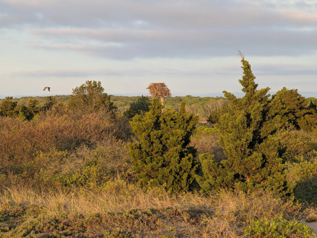 osprey flying over undeveloped land